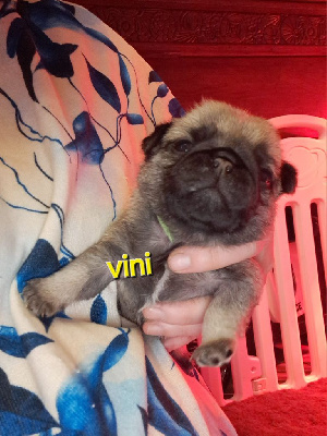 Vini