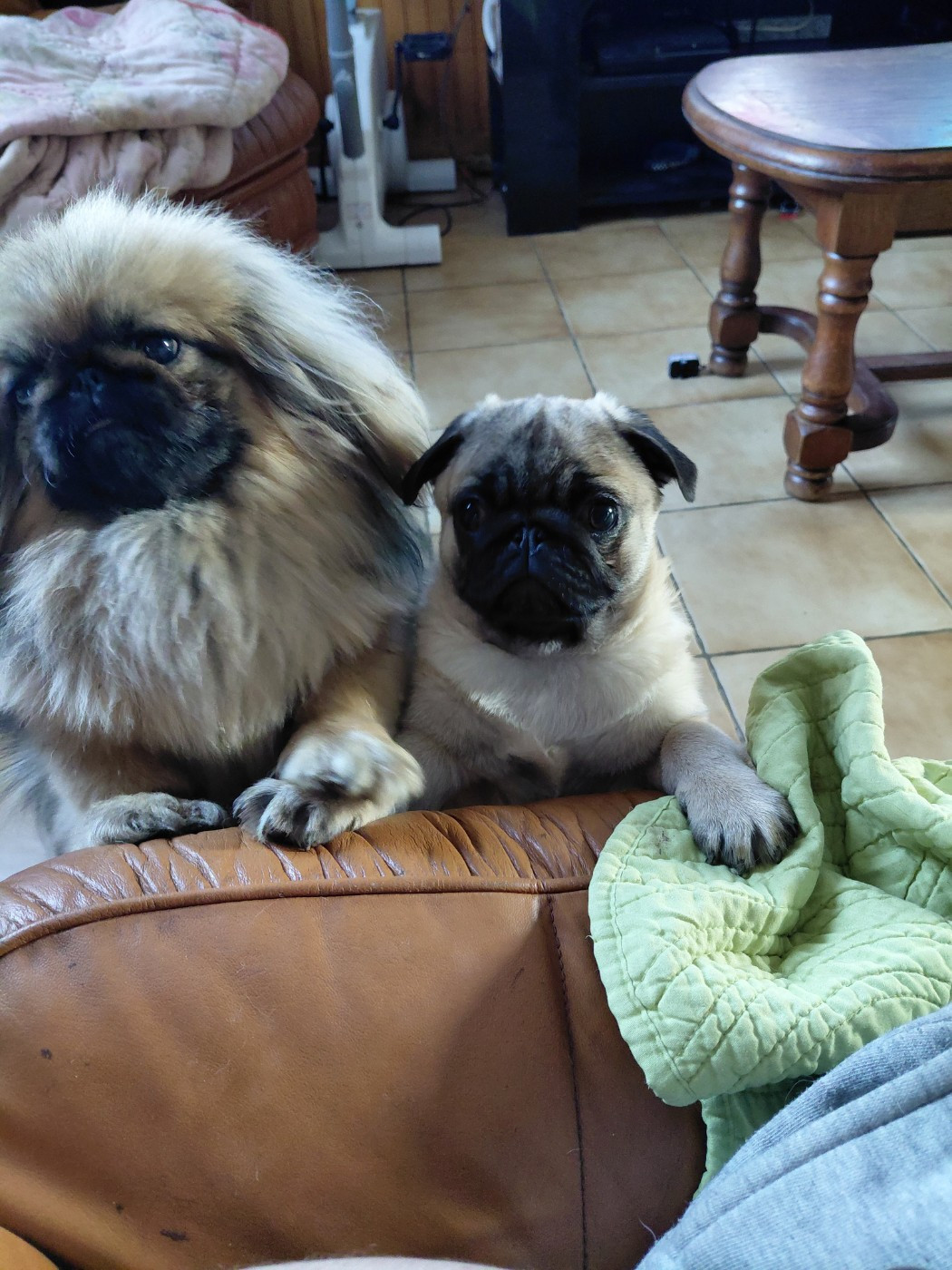 Aristot des joyeux cotillons