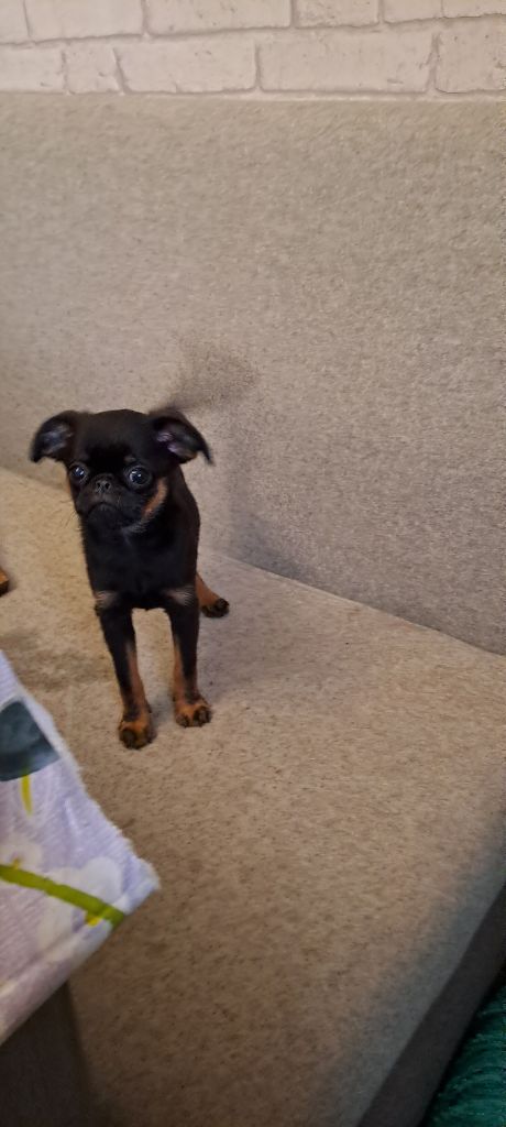 des joyeux cotillons - Chiots disponibles - Petit Brabançon