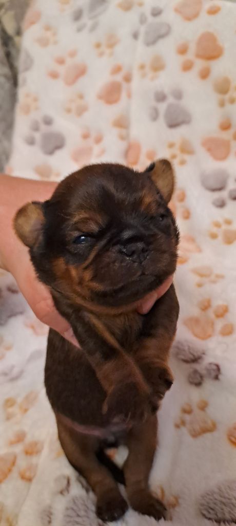 des joyeux cotillons - Chiots disponibles - Petit Brabançon