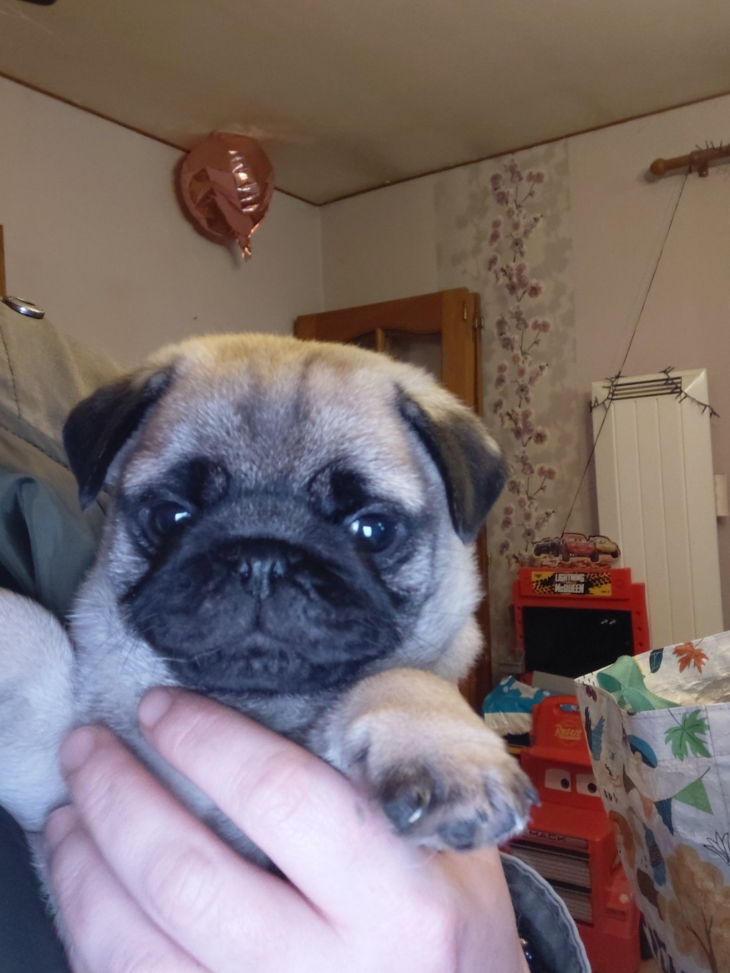 des joyeux cotillons - Chiots disponibles - Carlin