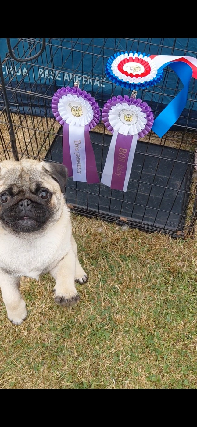 des joyeux cotillons - Chiots disponibles - Carlin