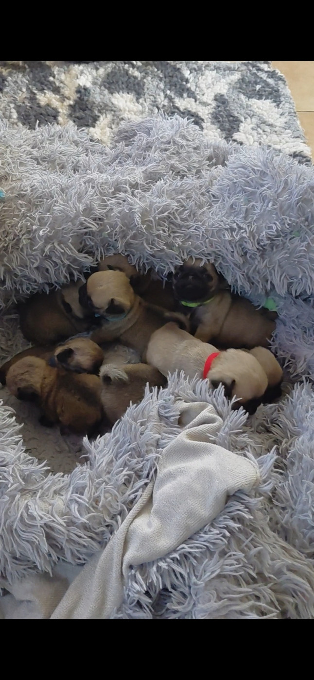 Chiot Carlin des joyeux cotillons