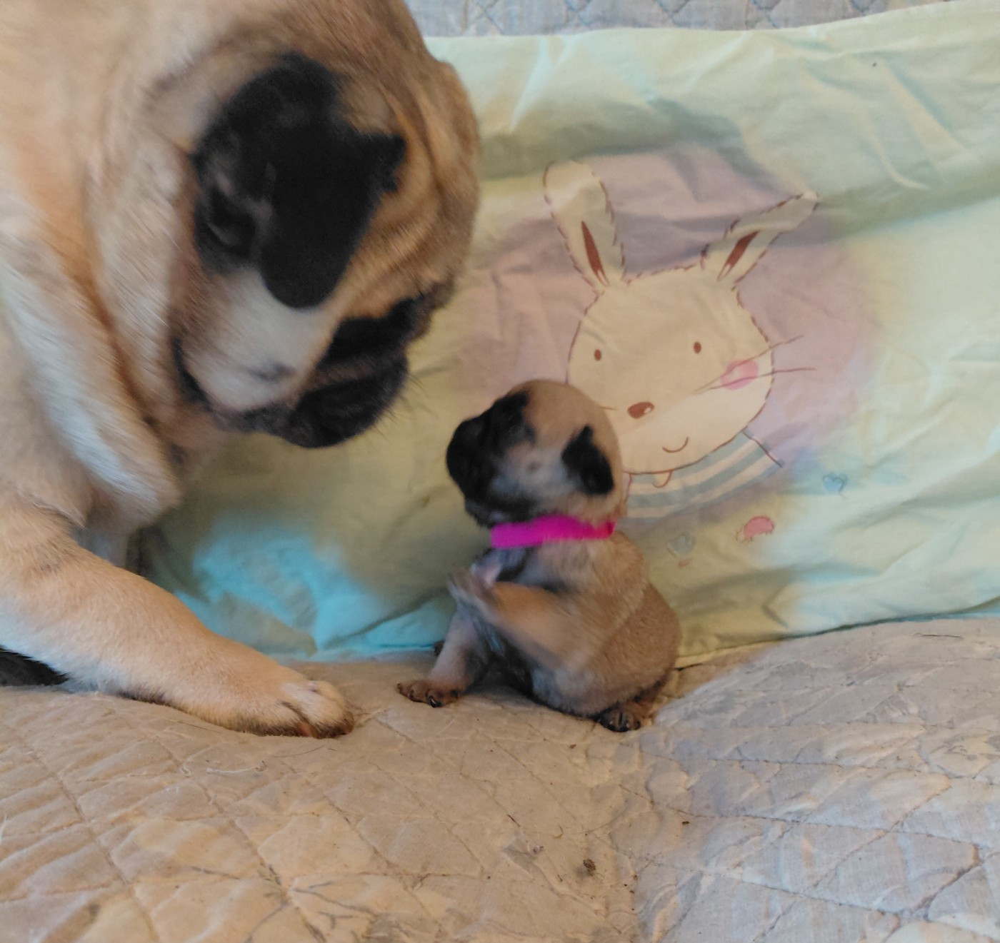 des joyeux cotillons - Chiots disponibles - Carlin