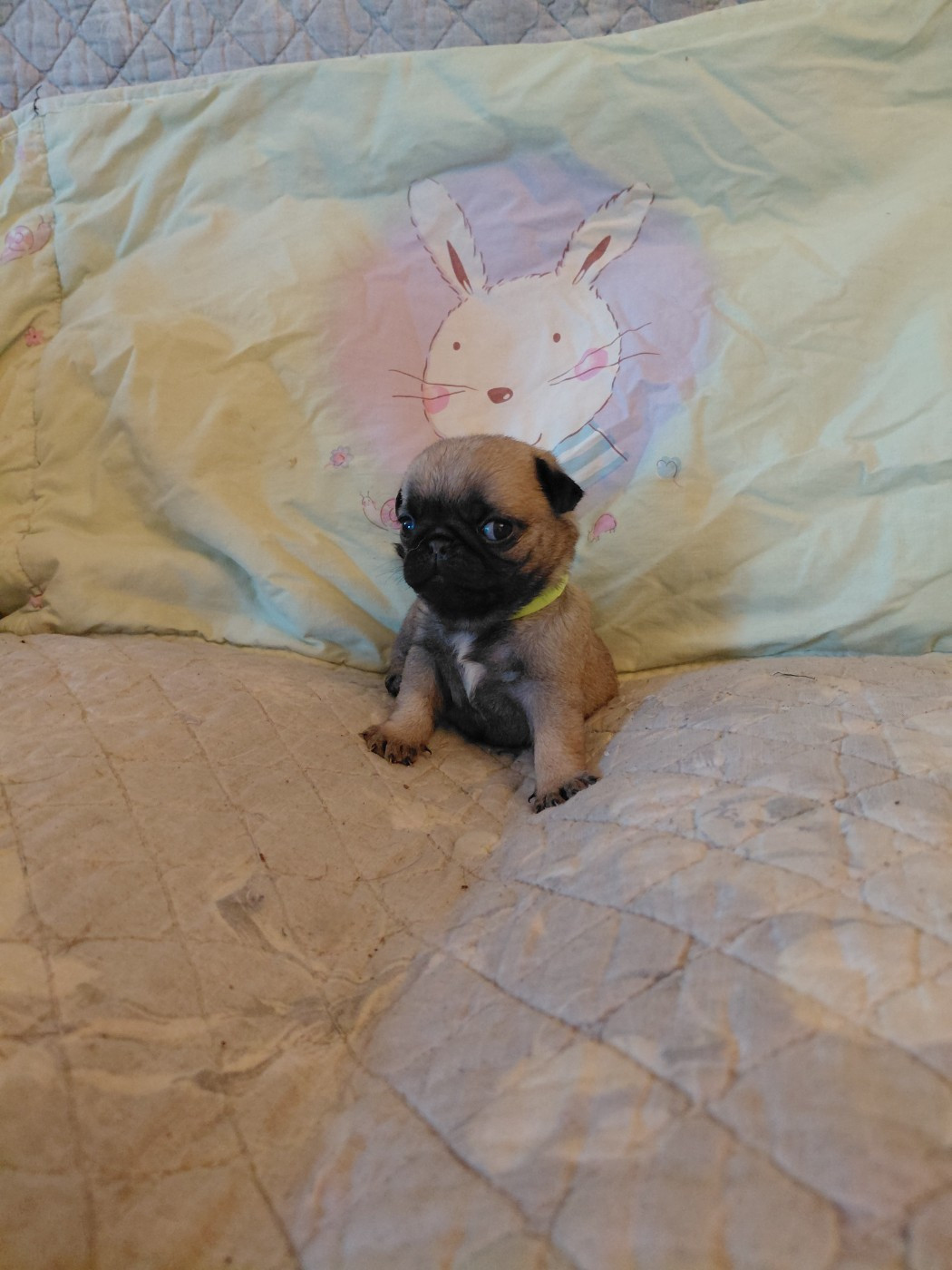 des joyeux cotillons - Chiots disponibles - Carlin