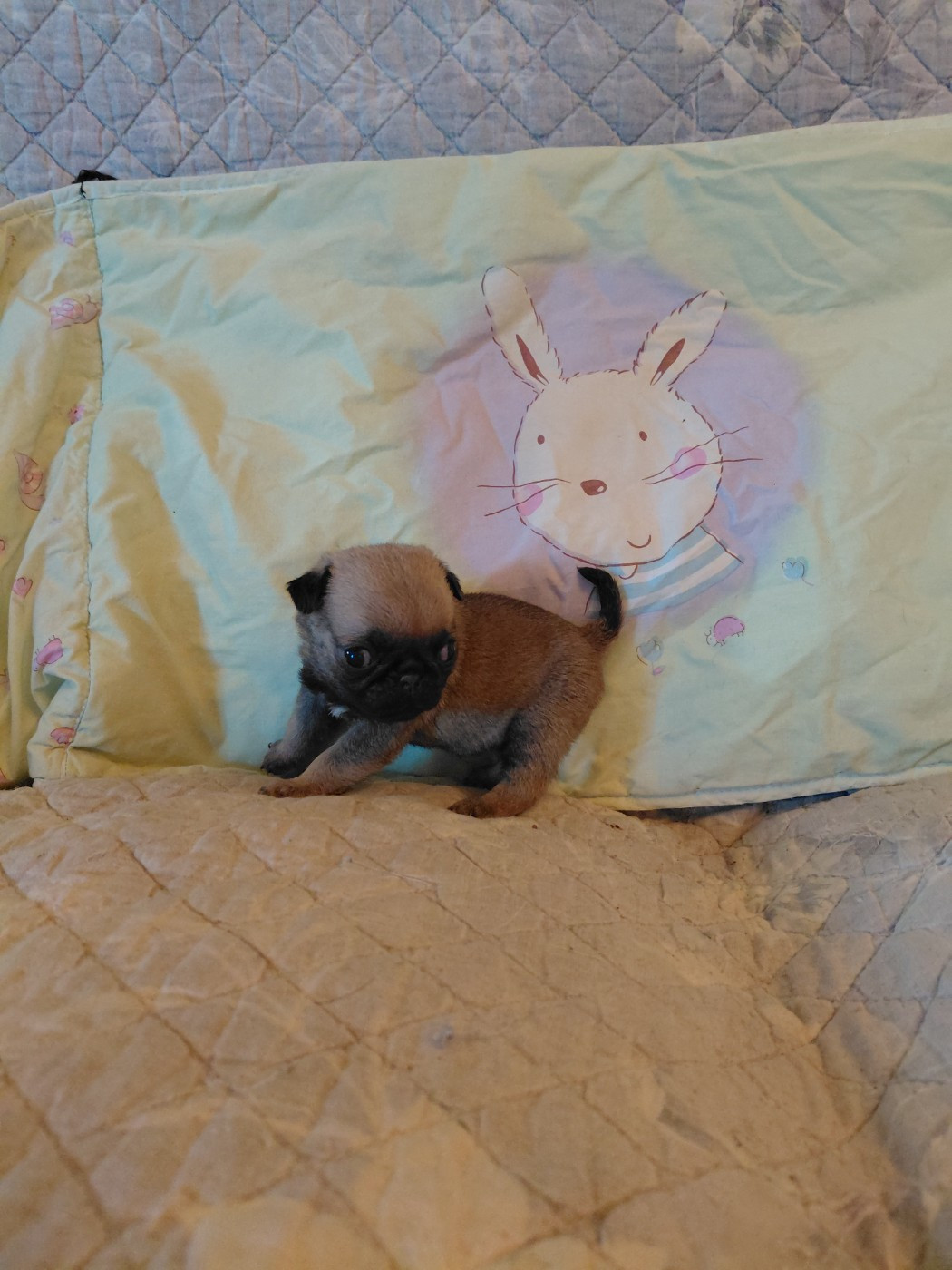 des joyeux cotillons - Chiots disponibles - Carlin