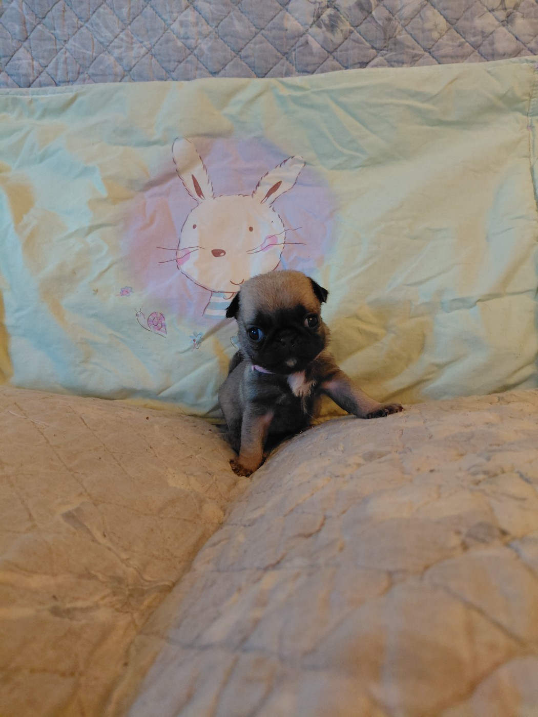 des joyeux cotillons - Chiots disponibles - Carlin