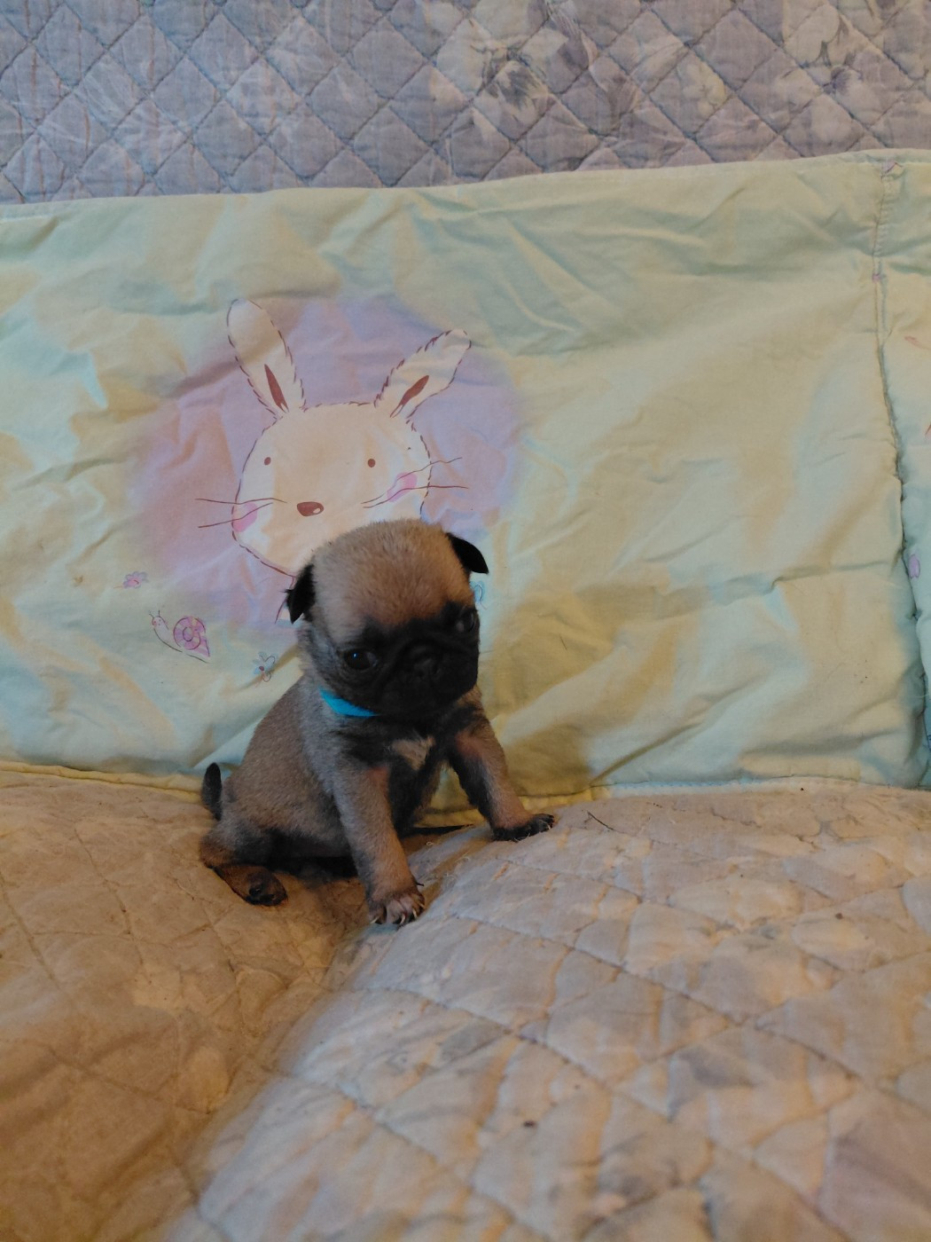 des joyeux cotillons - Chiots disponibles - Carlin
