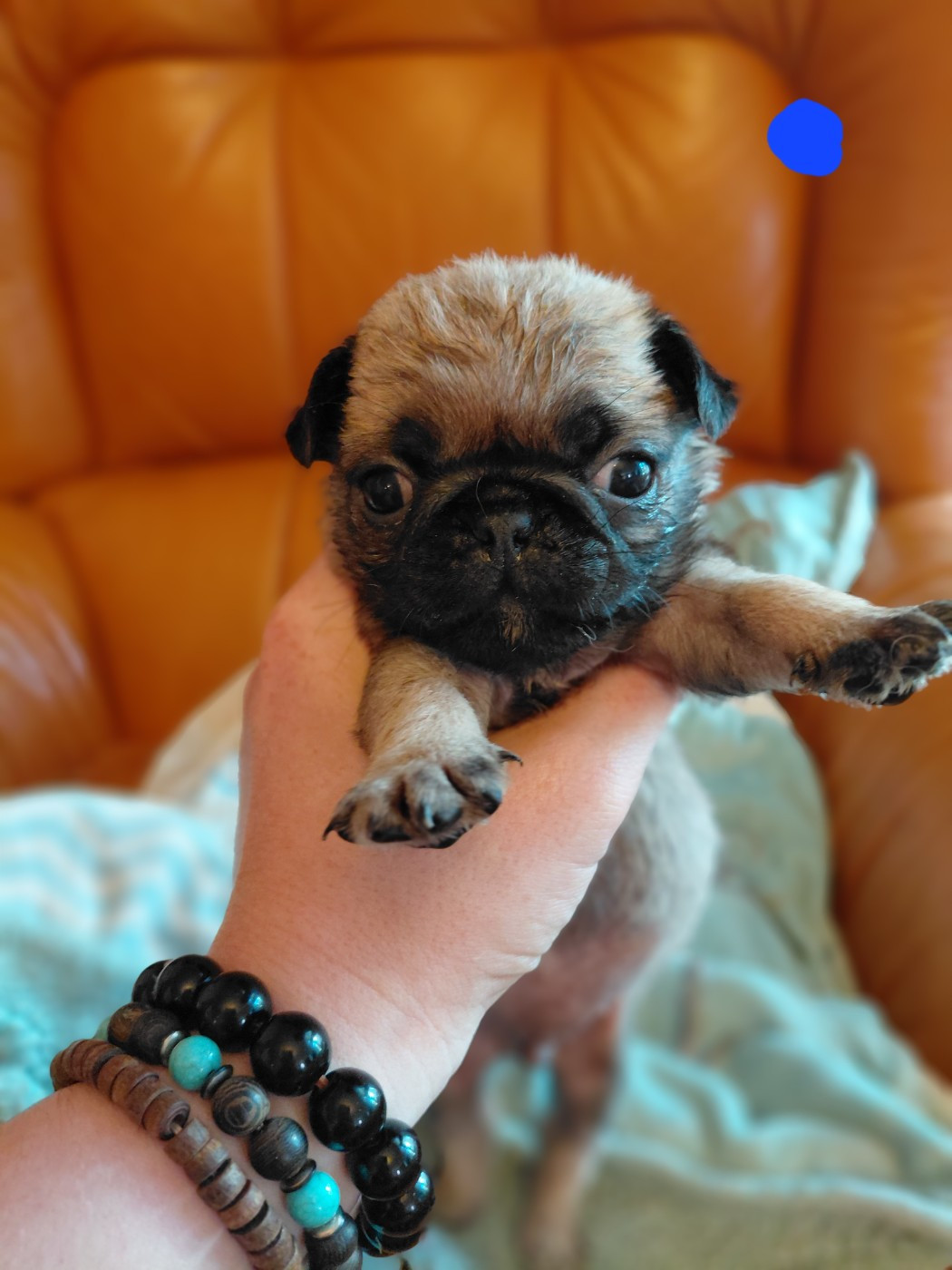 des joyeux cotillons - Chiots disponibles - Carlin