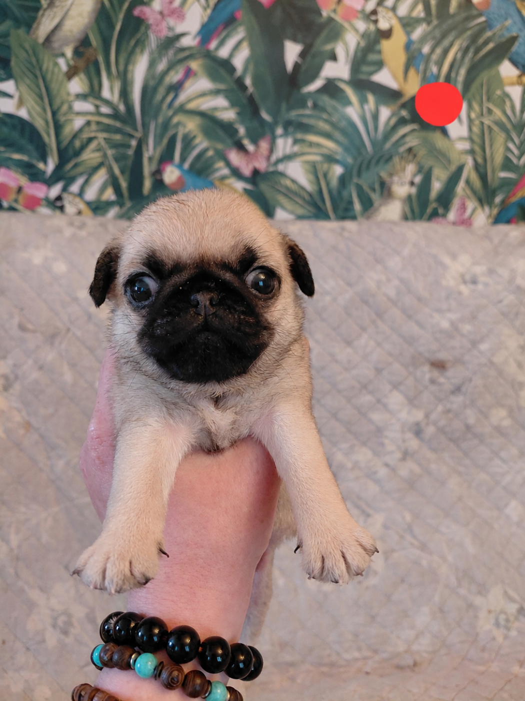 des joyeux cotillons - Chiots disponibles - Carlin