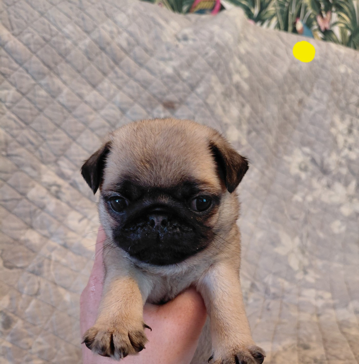 des joyeux cotillons - Chiots disponibles - Carlin