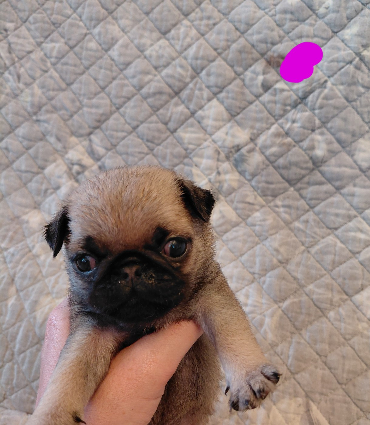 des joyeux cotillons - Chiots disponibles - Carlin
