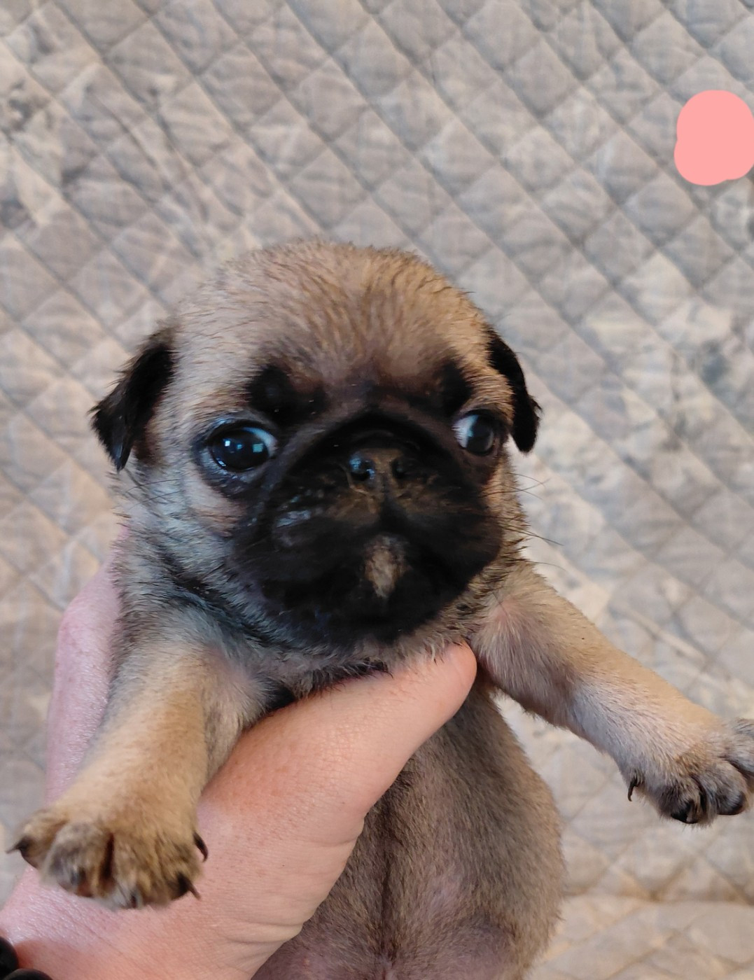 des joyeux cotillons - Chiots disponibles - Carlin