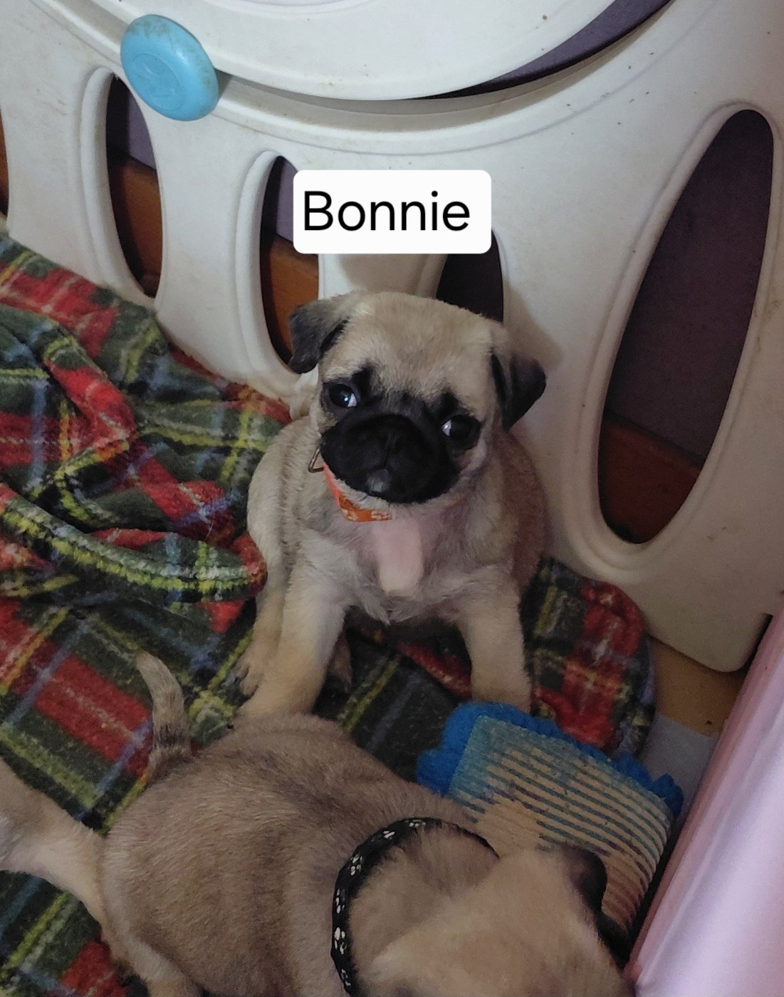 des joyeux cotillons - Chiots disponibles - Carlin