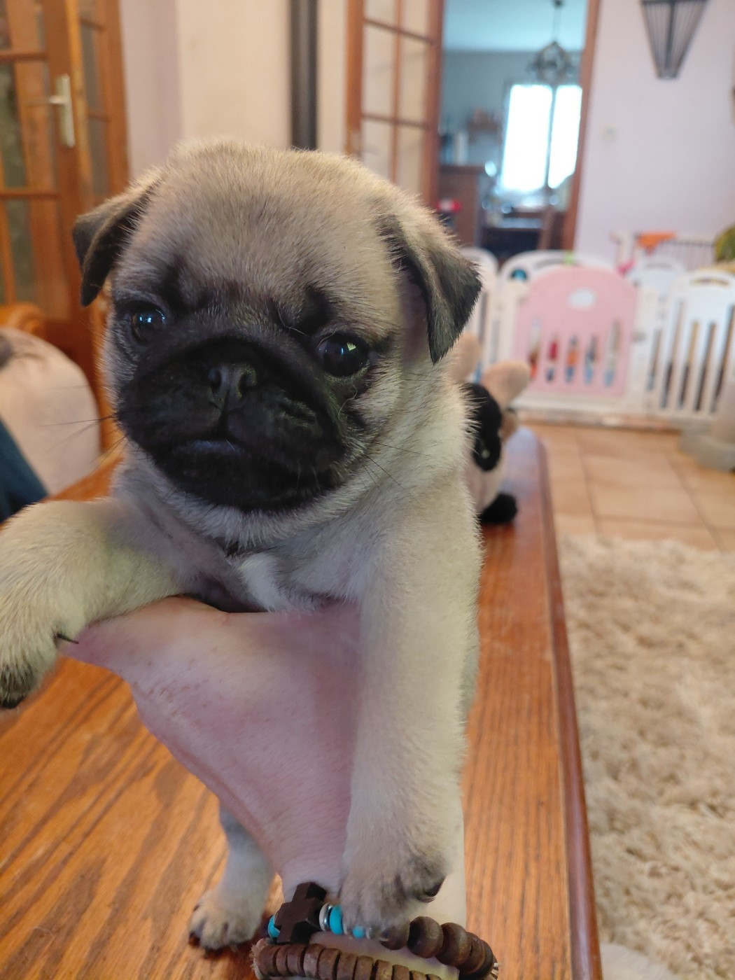 des joyeux cotillons - Chiots disponibles - Carlin