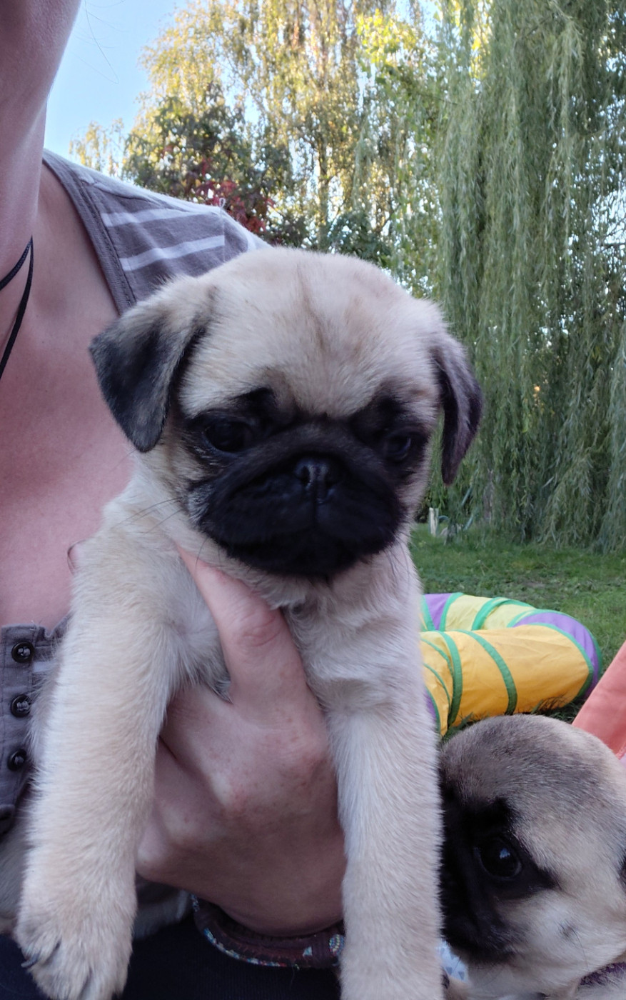 des joyeux cotillons - Chiots disponibles - Carlin