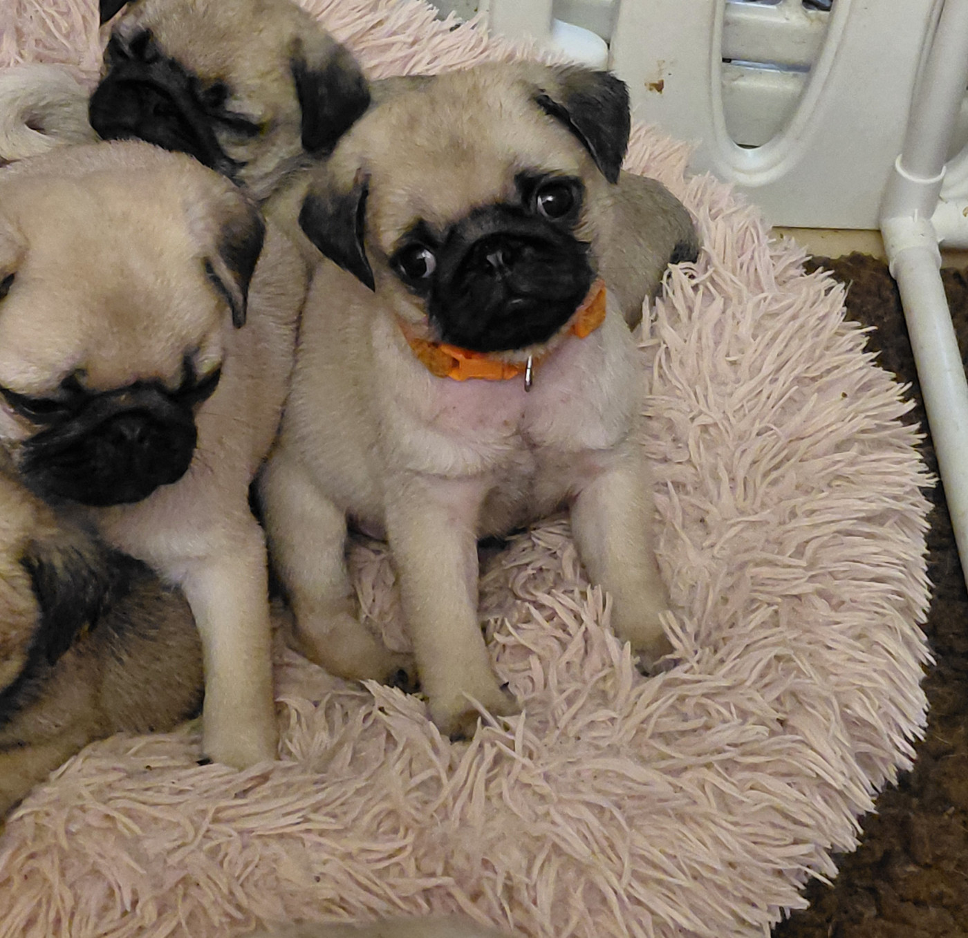 des joyeux cotillons - Chiots disponibles - Carlin