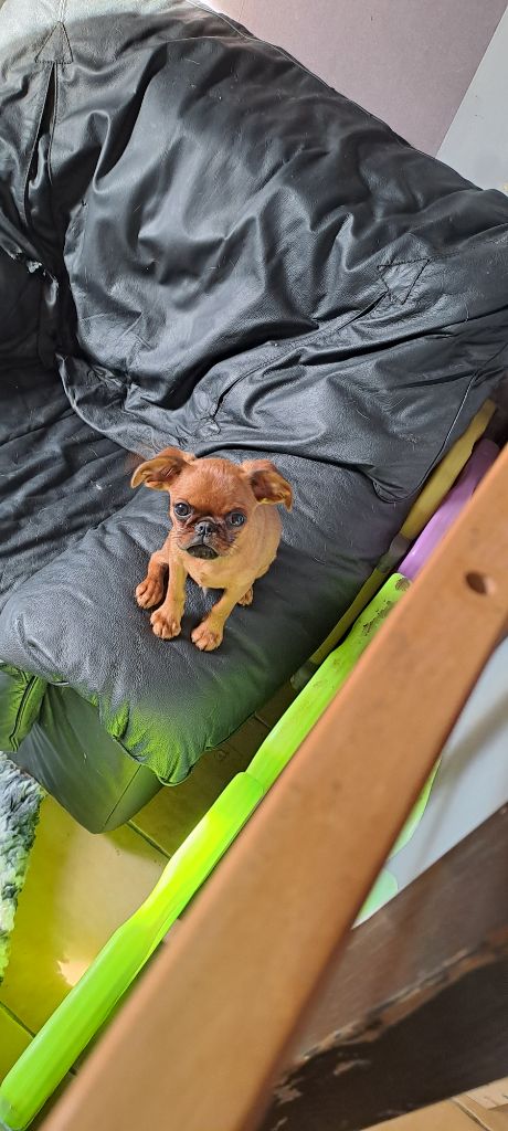 des joyeux cotillons - Chiots disponibles - Petit Brabançon