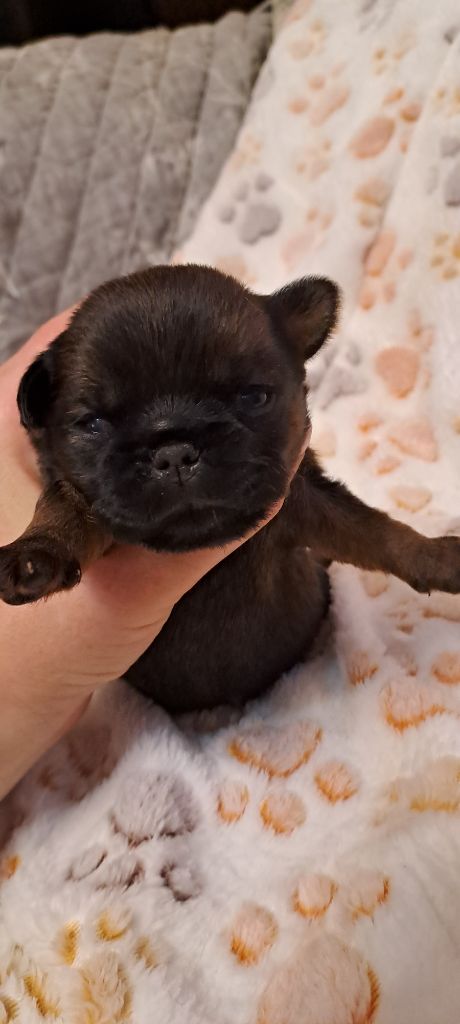 des joyeux cotillons - Chiots disponibles - Petit Brabançon