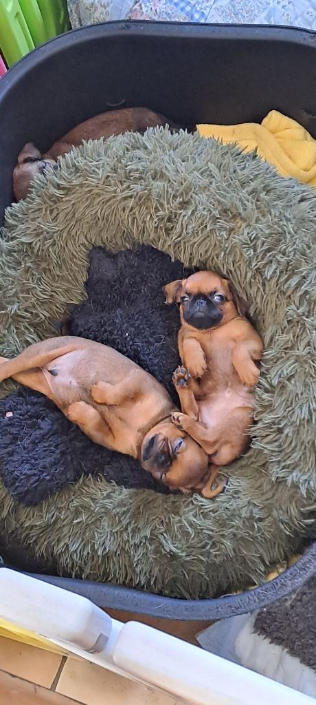 des joyeux cotillons - Chiots disponibles - Petit Brabançon