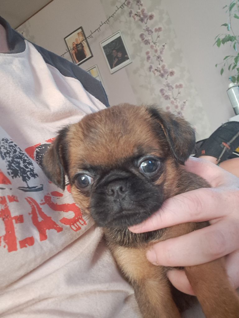 des joyeux cotillons - Chiots disponibles - Petit Brabançon