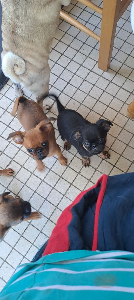 des joyeux cotillons - Chiots disponibles - Petit Brabançon