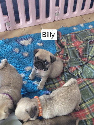 Billy