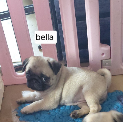 Bella