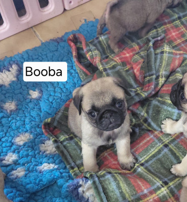 Booba