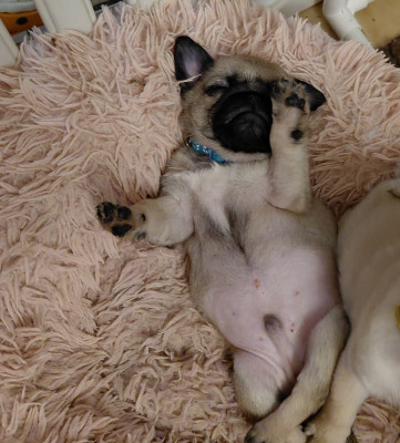 Bolt