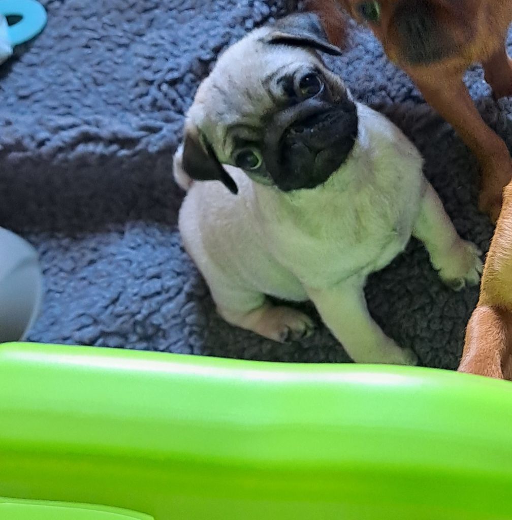 des joyeux cotillons - Carlin - Portée née le 18/05/2024