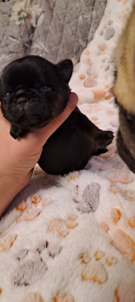 des joyeux cotillons - Chiots disponibles - Petit Brabançon