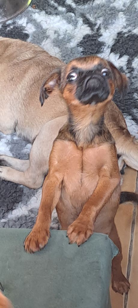 des joyeux cotillons - Chiots disponibles - Petit Brabançon