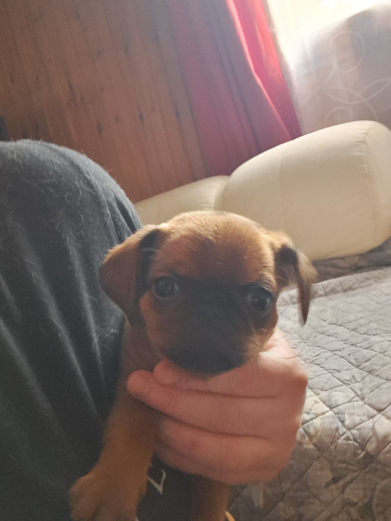 des joyeux cotillons - Chiots disponibles - Petit Brabançon