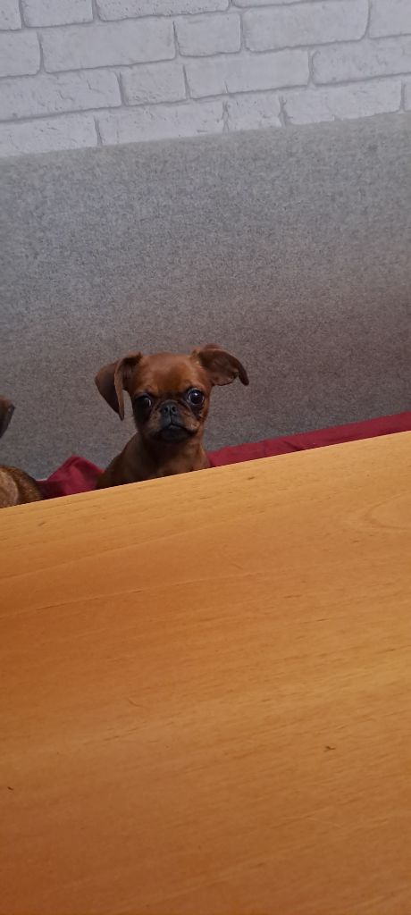 des joyeux cotillons - Petit Brabançon - Portée née le 08/05/2025